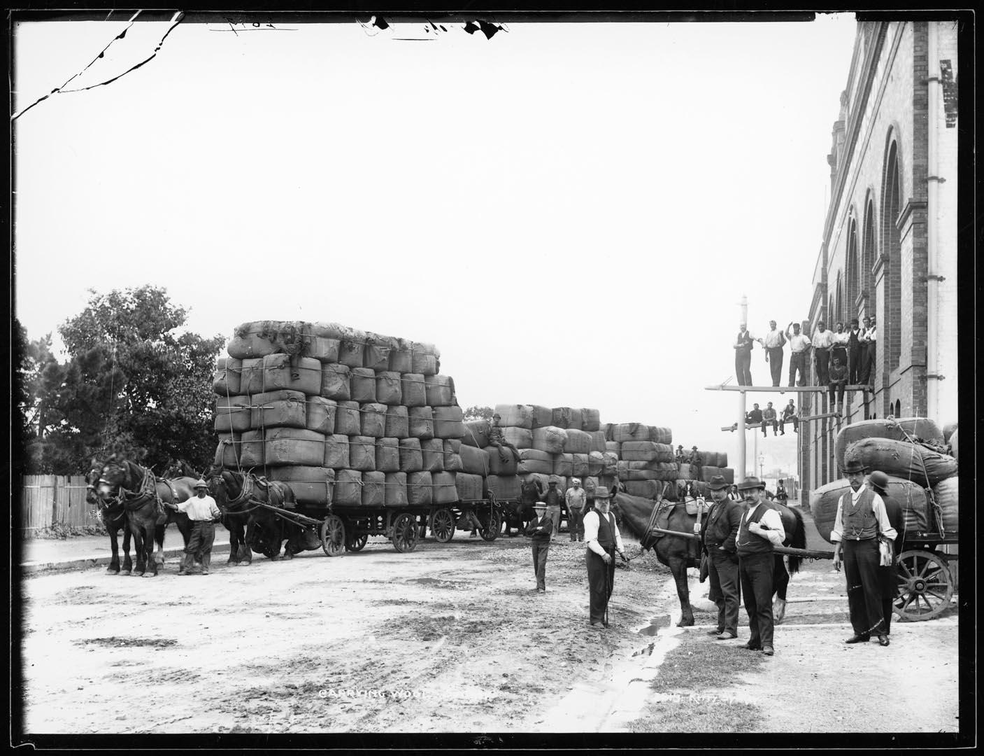 Loading wool at Winchcombe Carson woolstore, Pyrmont, 1897 (Photograph: Charles Kerry Studio / Tyrrell Collection, Museum of Applied Arts  and Sciences)